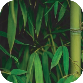 FSC Bamboo